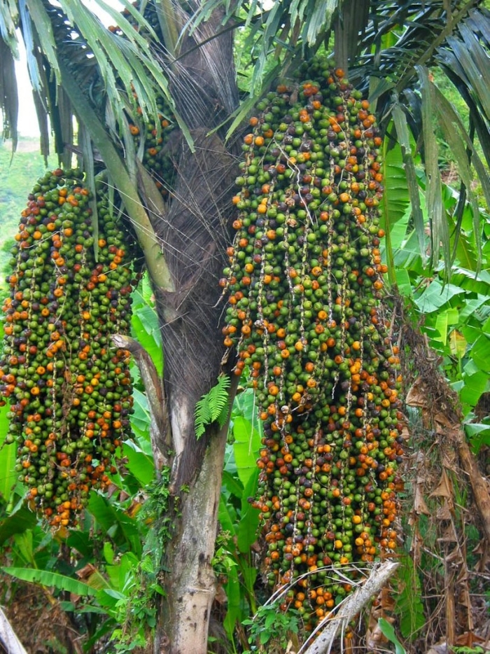 Персиковая пальма (bactris gasipaes) плоды
