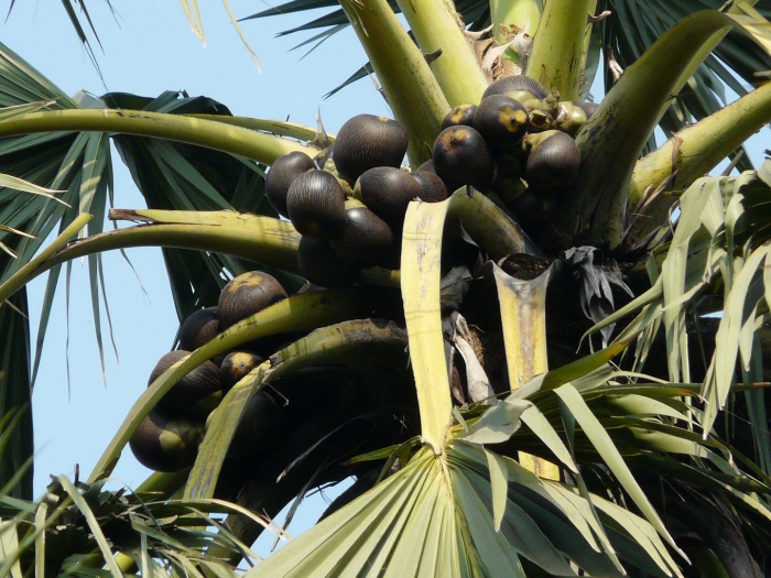 Пальма борассус