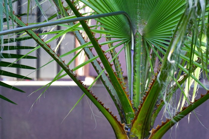 Пальма рафия королевская