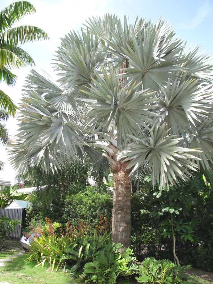 Бисмаркия пальма