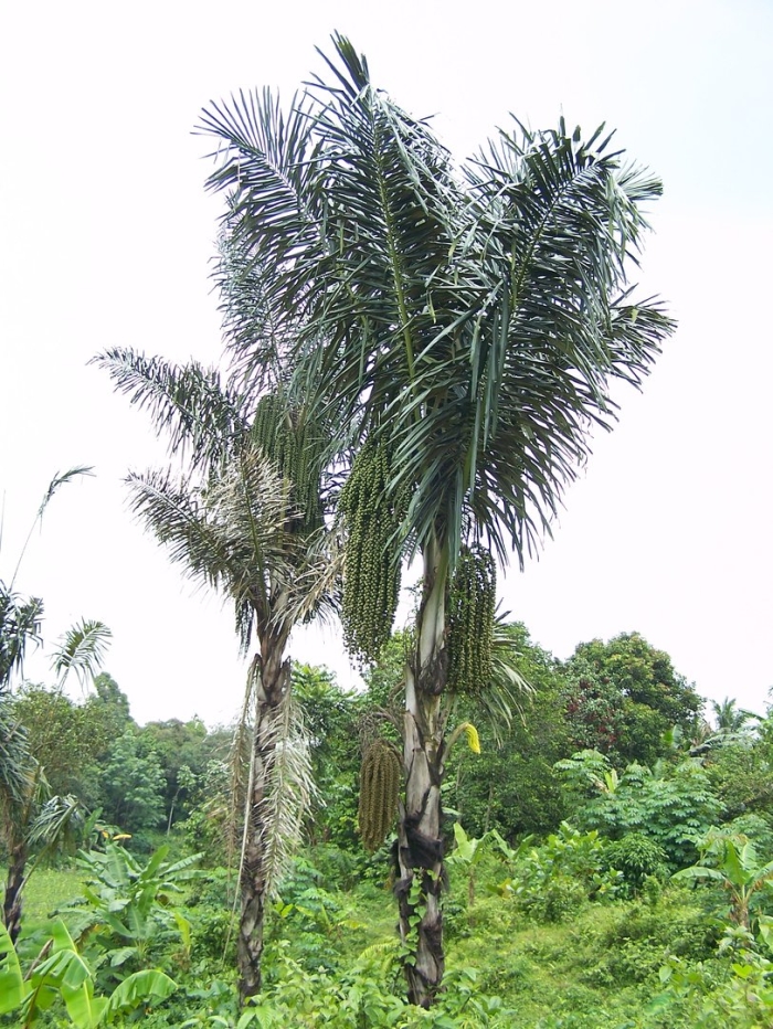 Аренга пальма