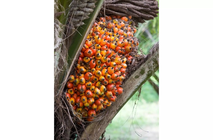 Плоды масличной пальмы