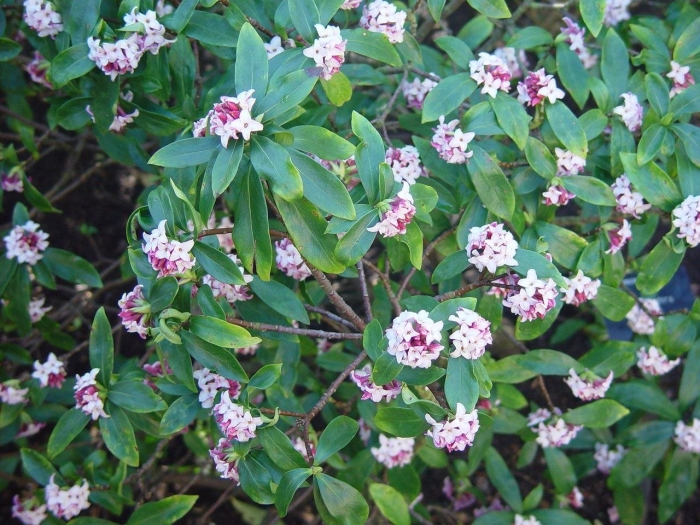 Daphne odora aureomarginata