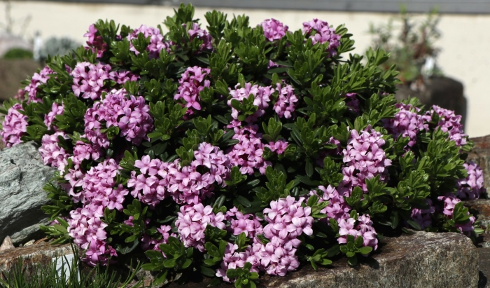 Дафна волчеягодник