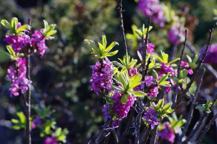 Волчье лыко волчеягодник
