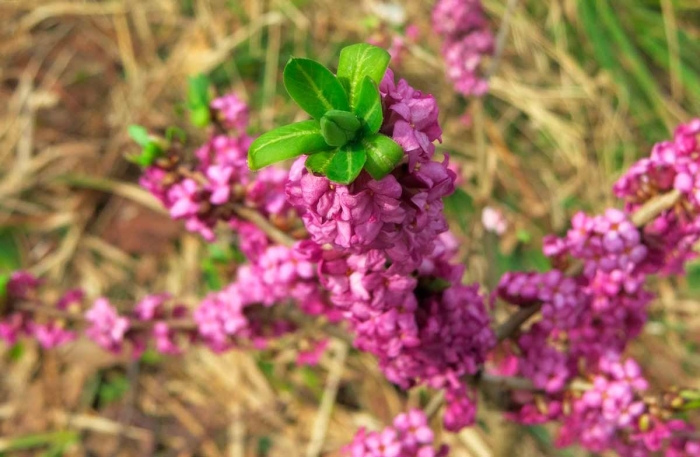 Волчеягодник обыкновенный кустарники