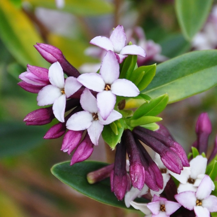 Волчеягодник боровой