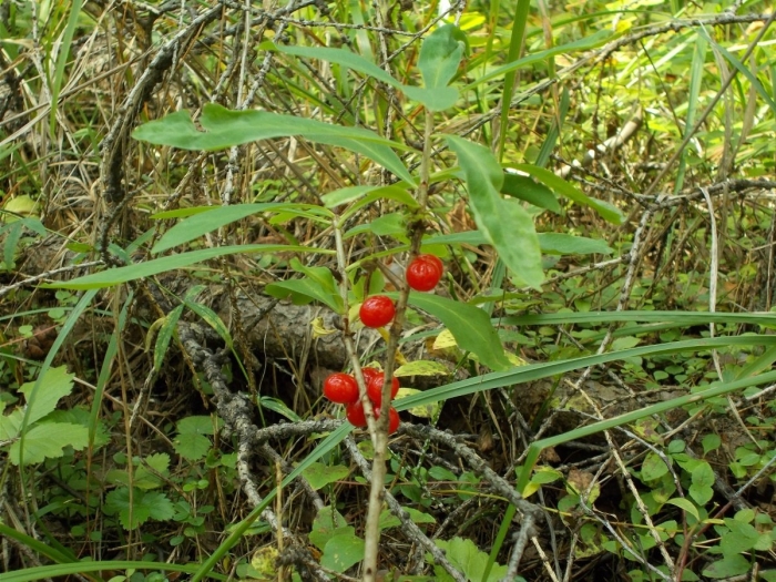 Волчье лыко волчеягодник обыкновенный