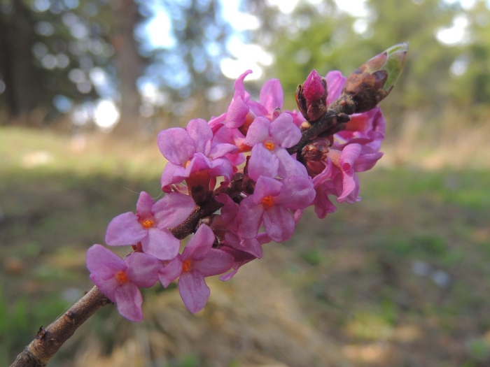 Волчье лыко цветок