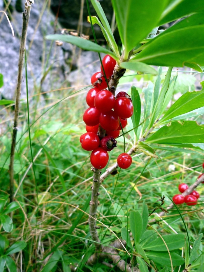 Волчий лыко