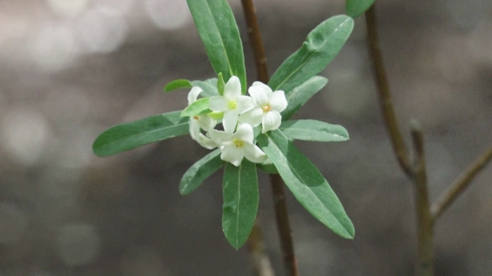 Волчеягодник софии