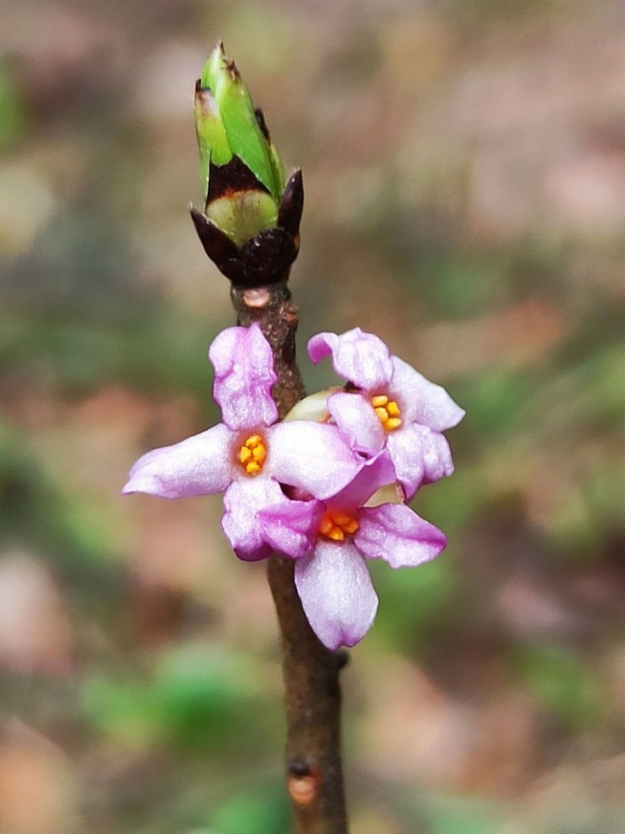 Daphne mezereum