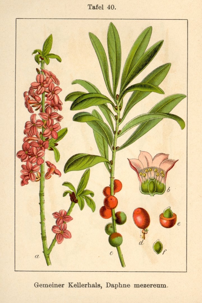 Волчий лыко