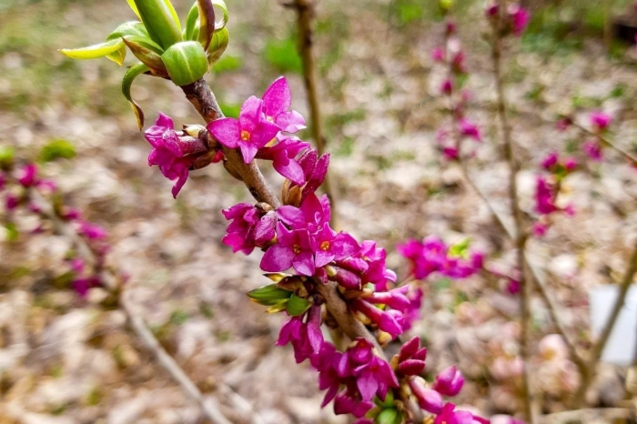 Волчье лыко растение