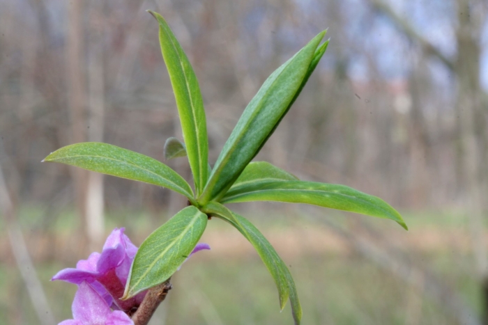 Daphne mezereum 'rubra'