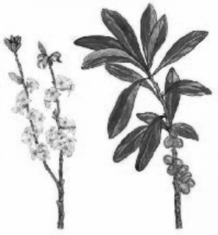 Волчье лыко раскраска