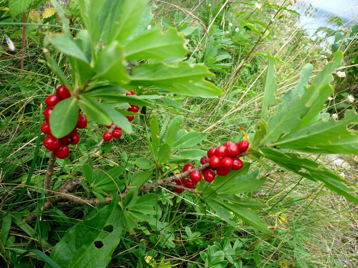 Волчье лыко ягода