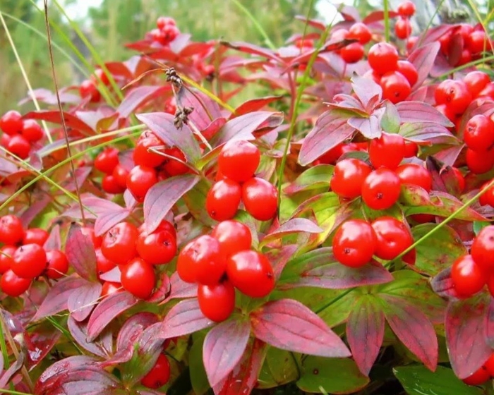 Растение волчье лыко (волчеягодник обыкновенный)