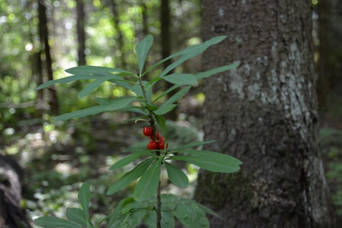 Волчье лыко ядовитое растение