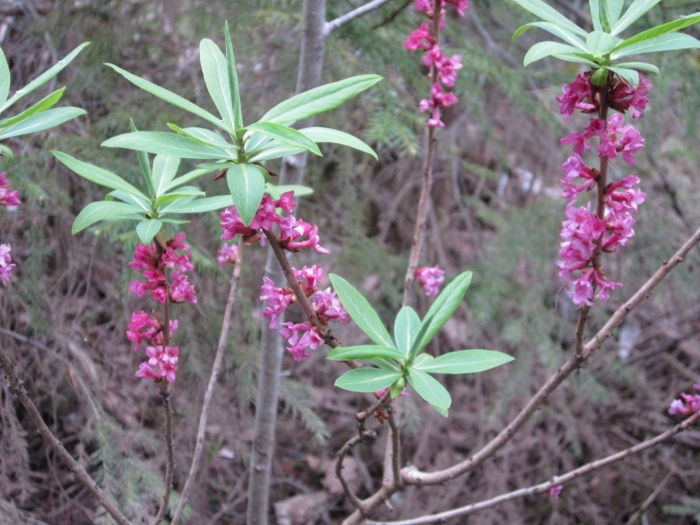 Волчье лыко волчеягодник обыкновенный