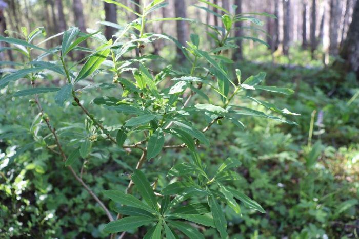 Волчеягодник обыкновенный