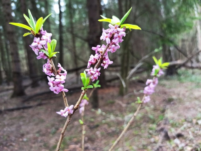 Растение волчье лыко