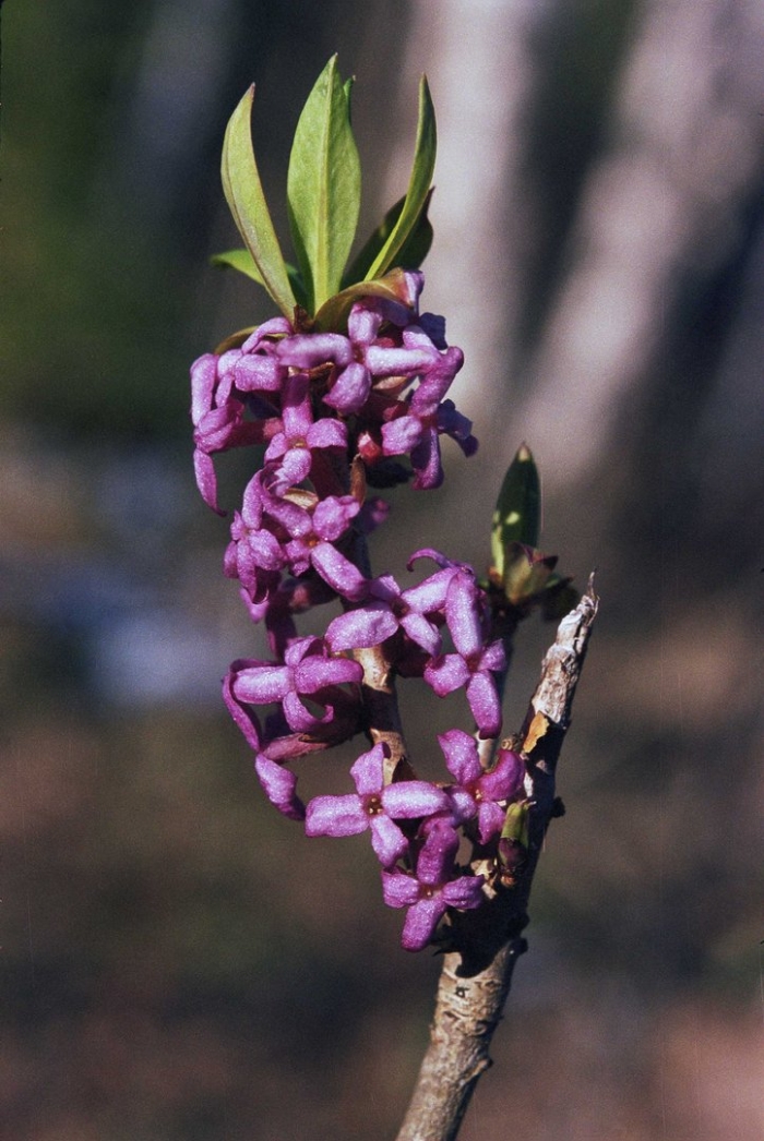 Mezereum (daphne mezereum)