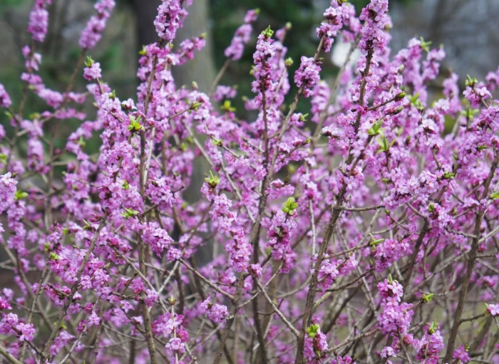 Дафна волчеягодник