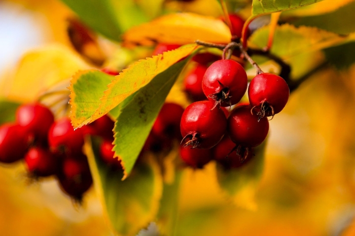 Боярышник обыкновенный осень