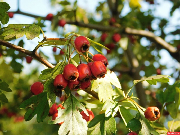 Боярышник сибирский