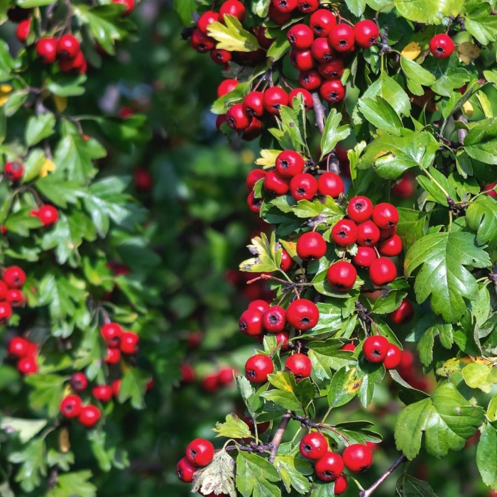 Боярышник обыкновенный