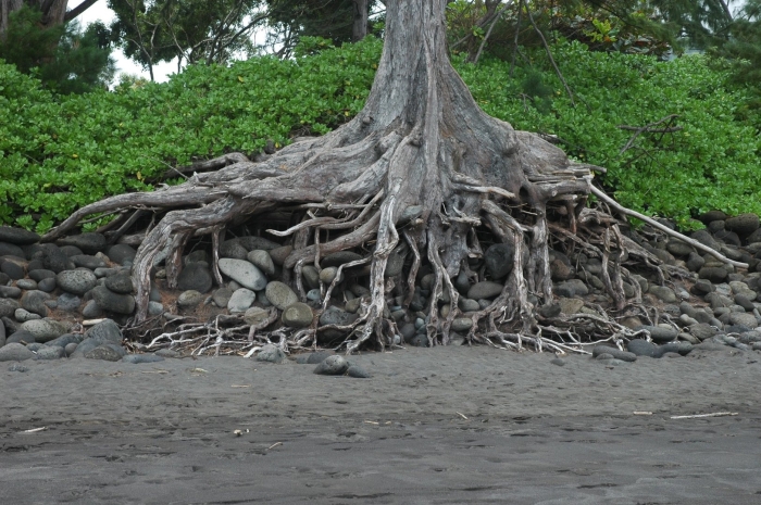 Дерево роща баньян