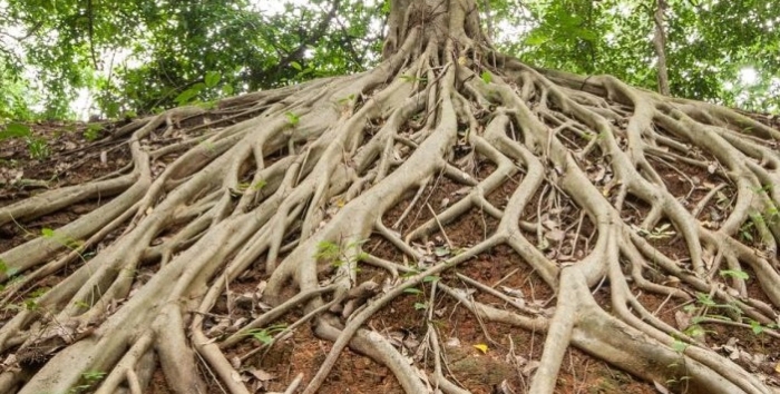 Корни дерева сикомор