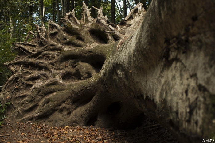 Корень дуба