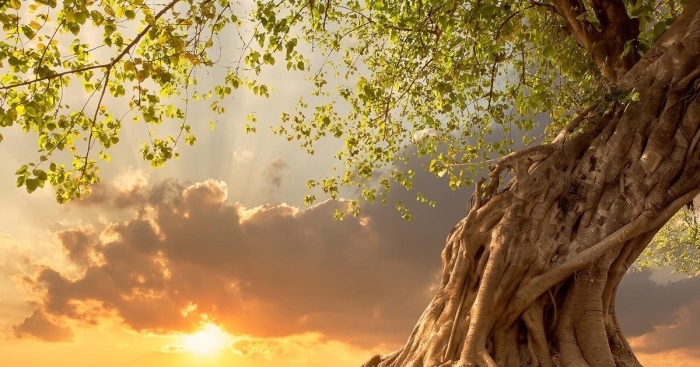 Красивое дерево