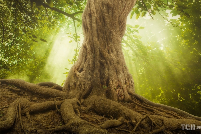 Сказочное дерево