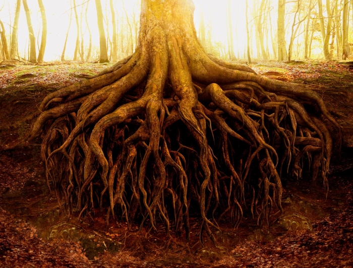 Древо с корнями