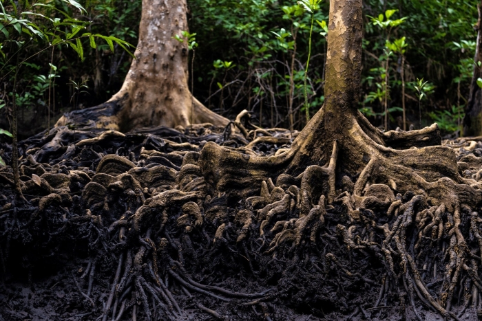Мангровые корни