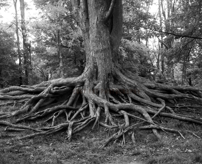 Карагач дерево корни