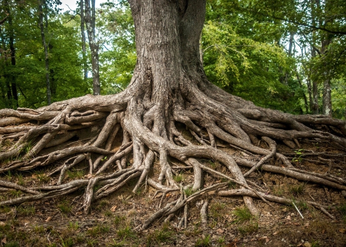 Корни у дерева