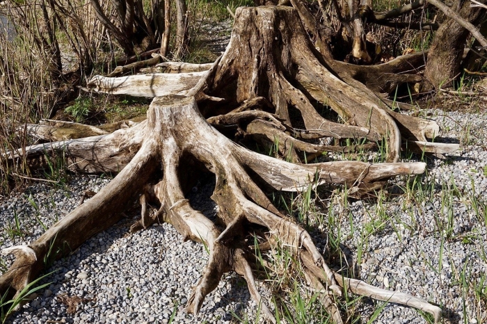 Массивное дерево с корнями