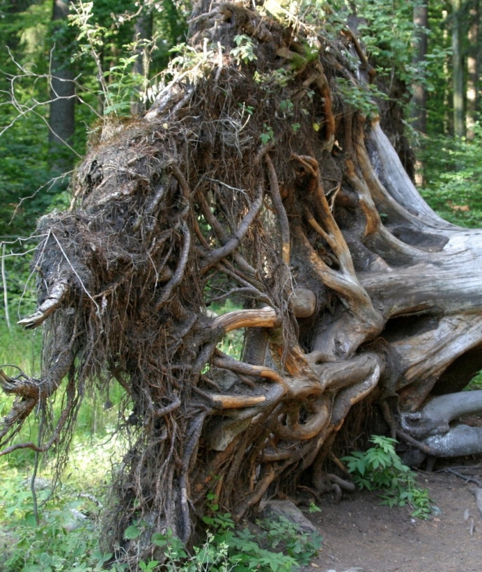 Корень сосны