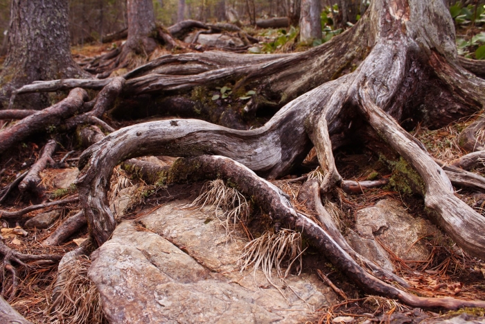 Корни деревьев