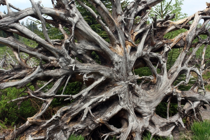 Дерево корень