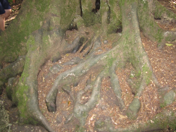 Самшитовое дерево