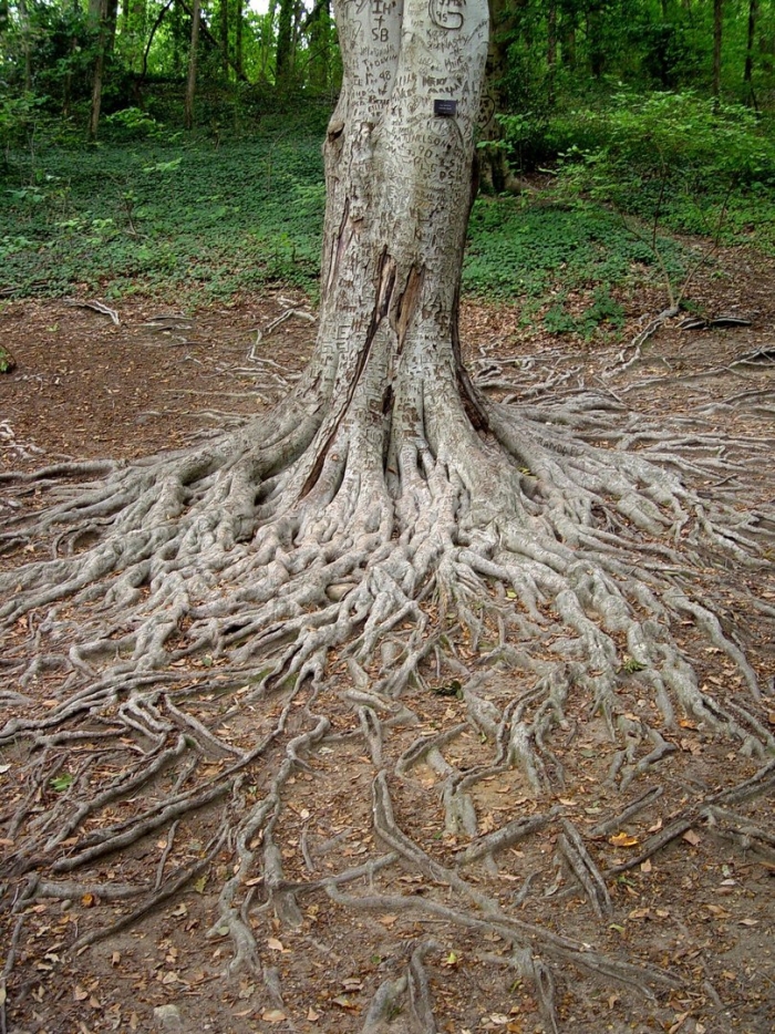 Tree root