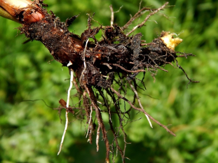 Щавель конский корень