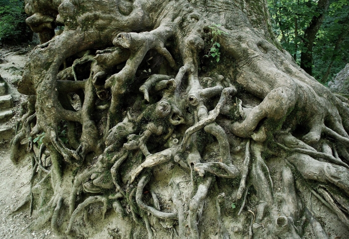 Корни у дерева