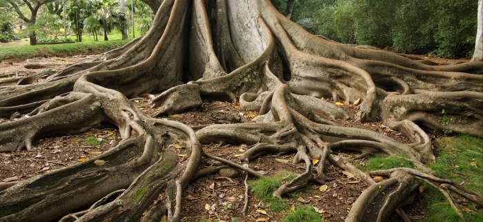 Moreton bay fig tree
