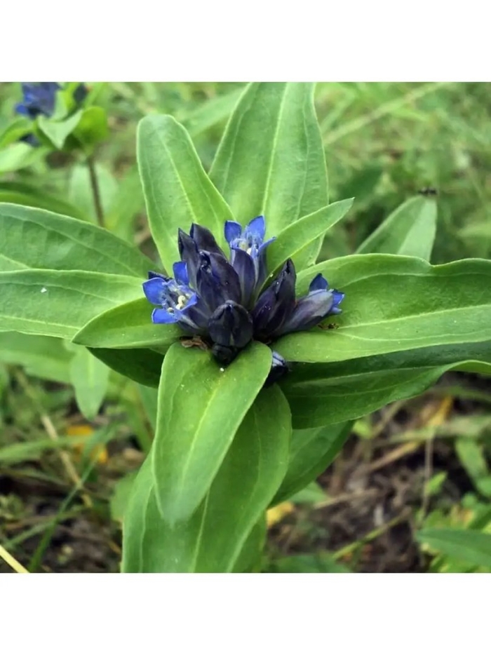 Gentiana cruciata